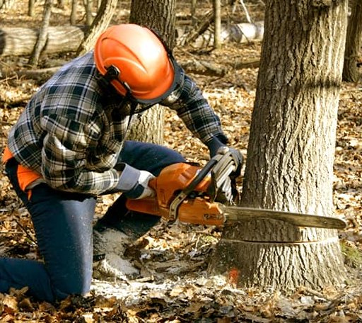 Tree Removal in Caspian, MI